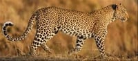 International Leopard Day - History and significance...